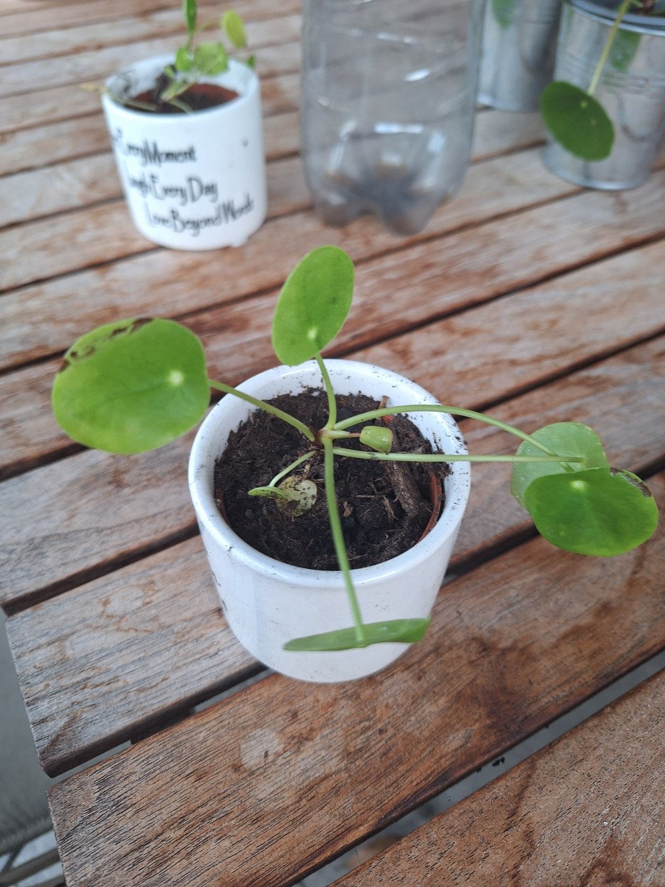 Pannenkoekenplantjes in potje