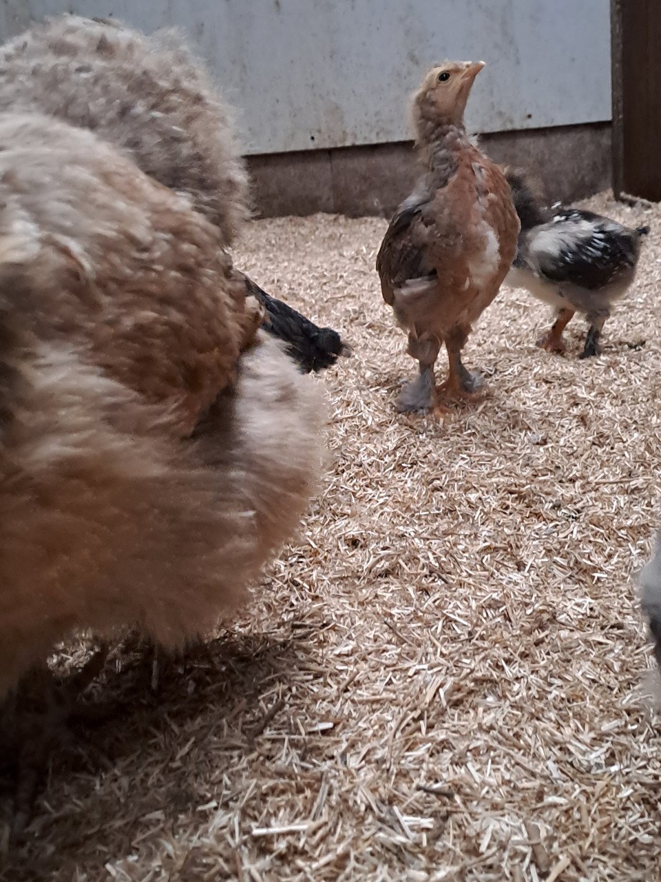 Kuikens te koop