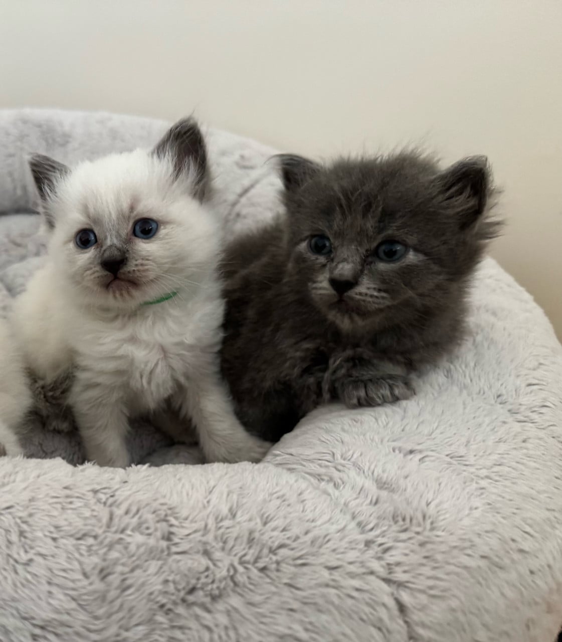 Aanhankelijke Ragdoll x Nebelung kittens