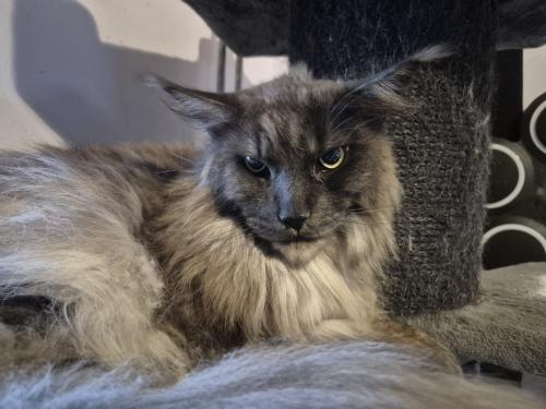Maine coon kater met stamboom