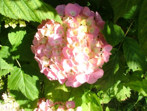 Hortensia
