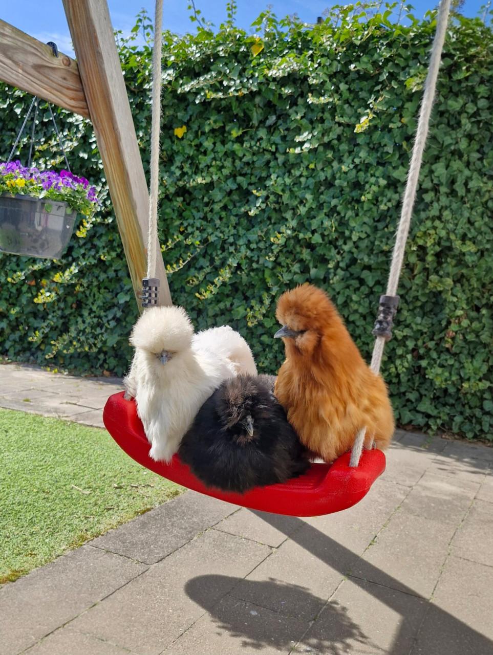3 tamme zijdehoen hennen (1 jaar oud)