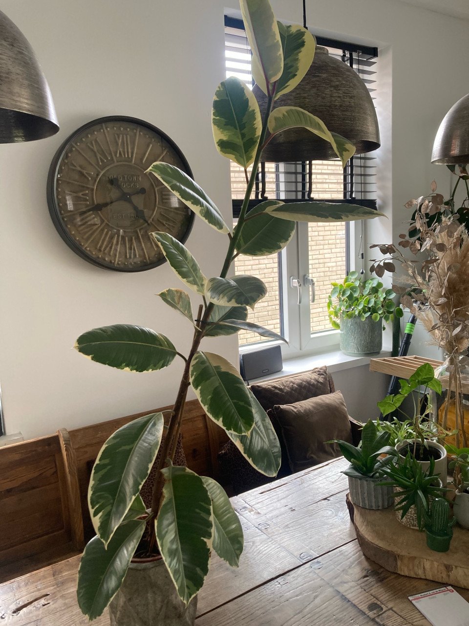Ficus