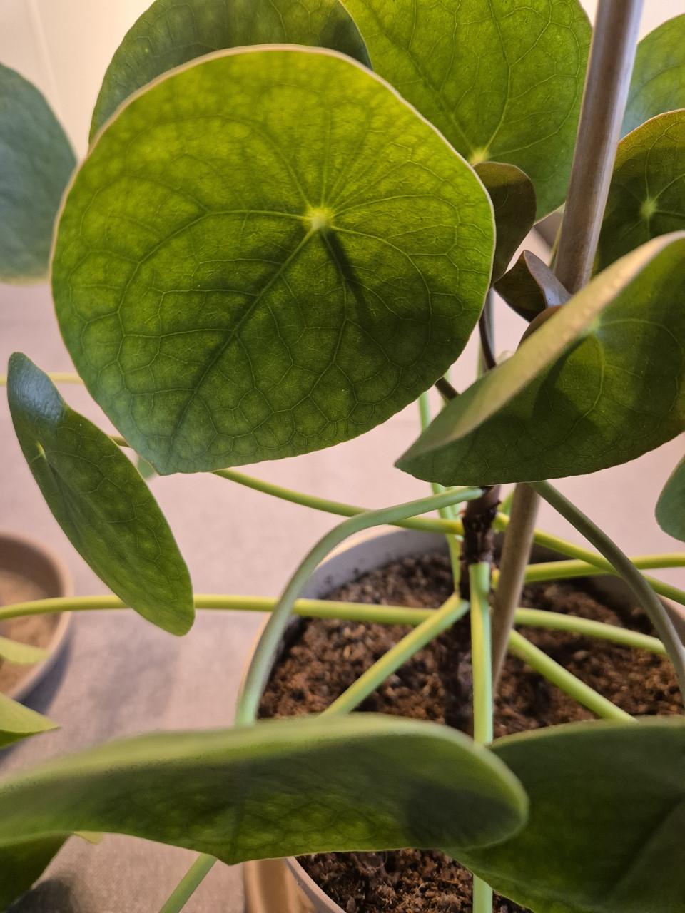 Kamerplant pannenkoek