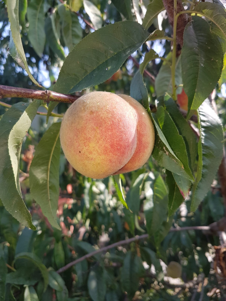 Fruitbomen en fruitstruiken te koop