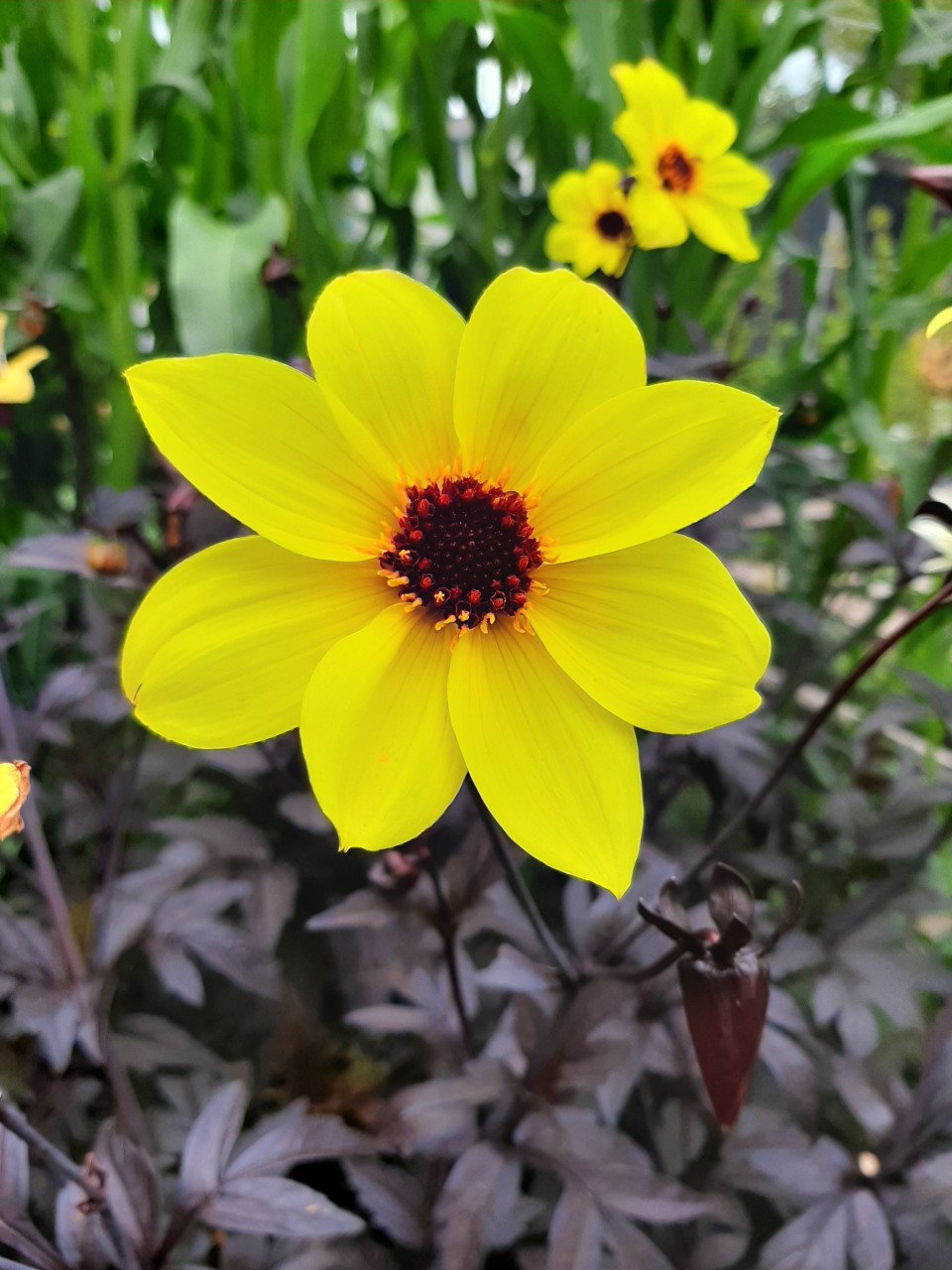 Mooie gele dahlia met donker blad