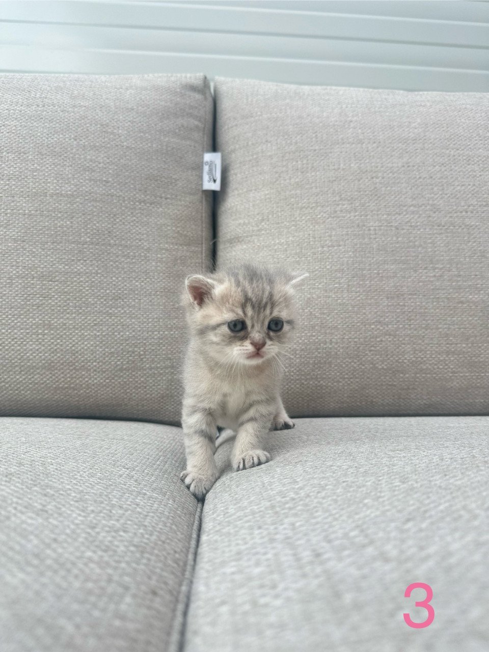 Britse korthaar kittens