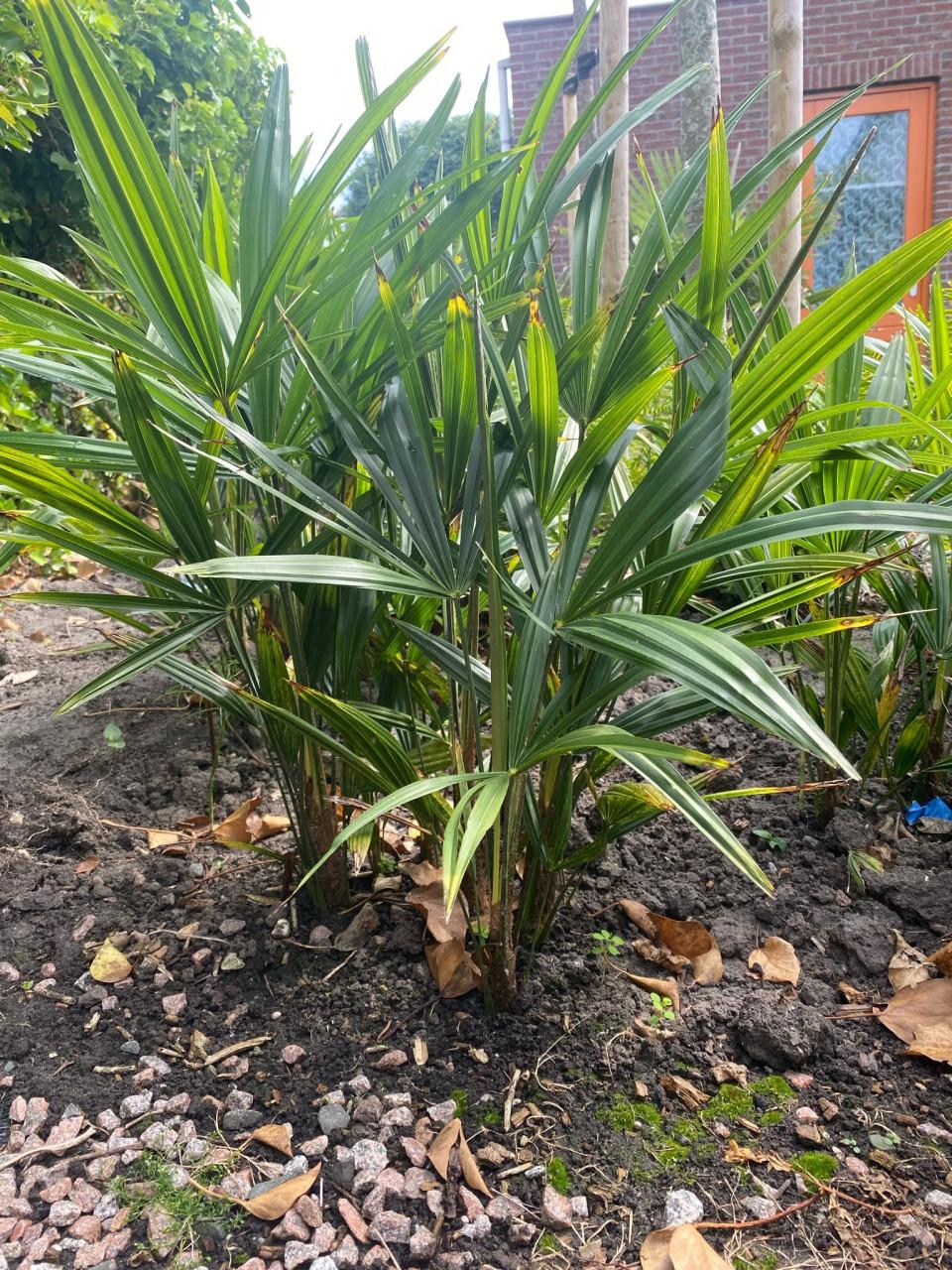 Stekken van Chinese waaierpalm (Trachycarpus)