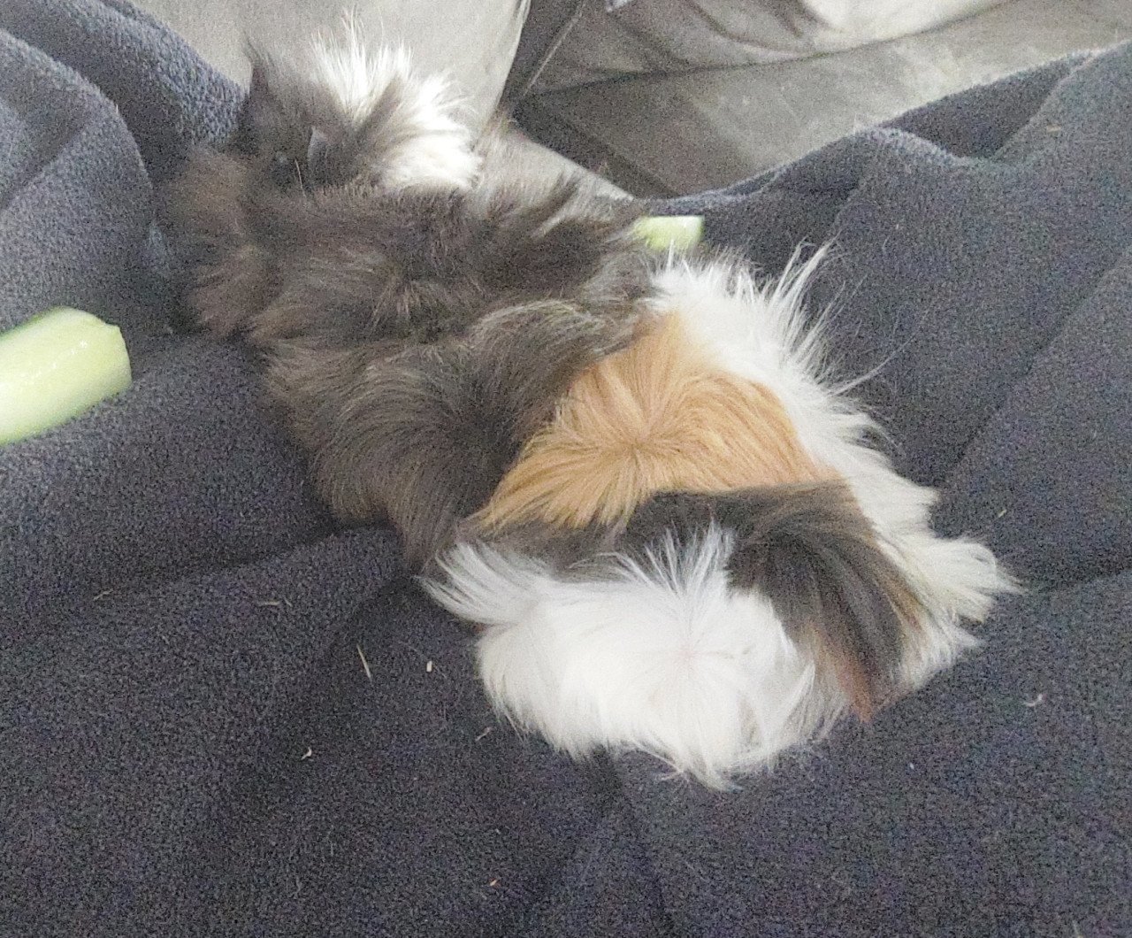 2 cavia zeugjes
