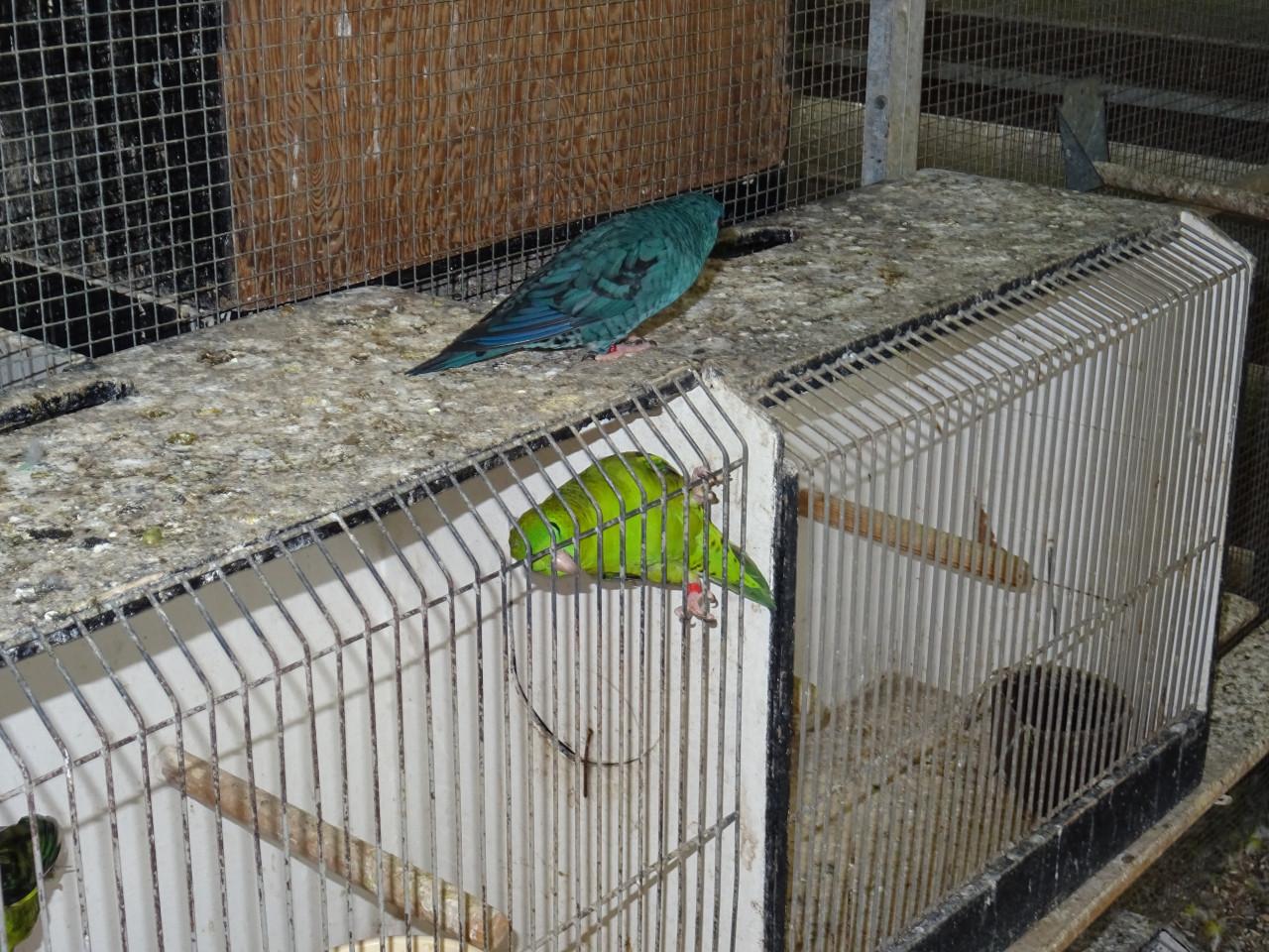 Te koop koppel Katharina parkieten broedrijp