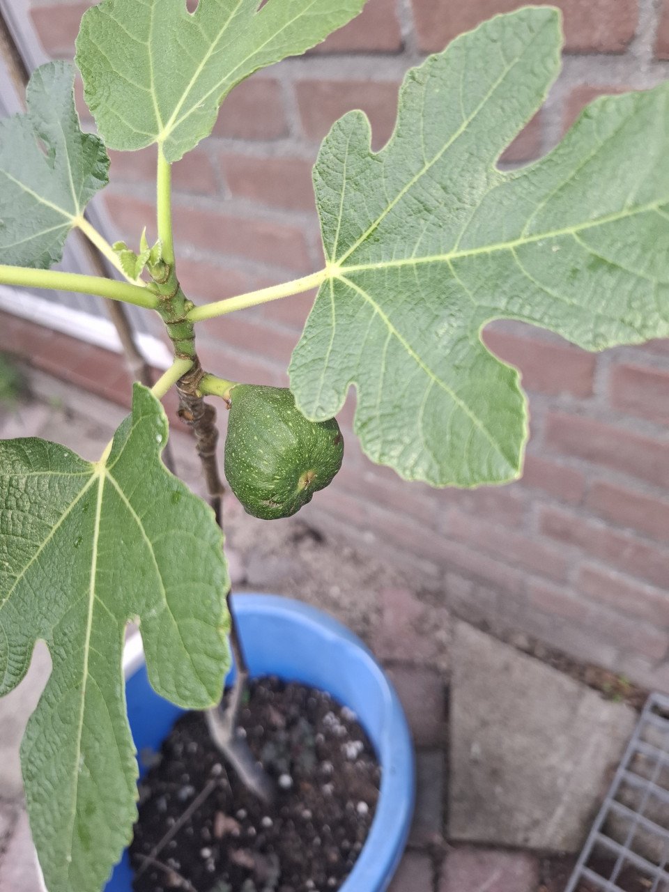 Flinke jonge vijgenboom