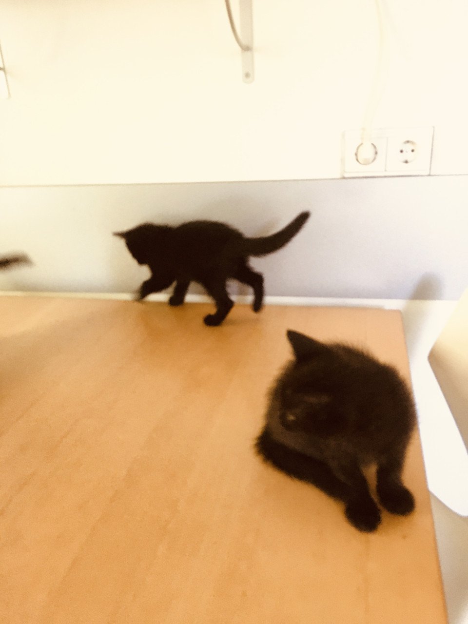 Kittens, 8 weken oud