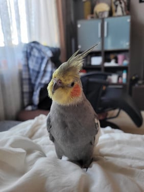 Vogel