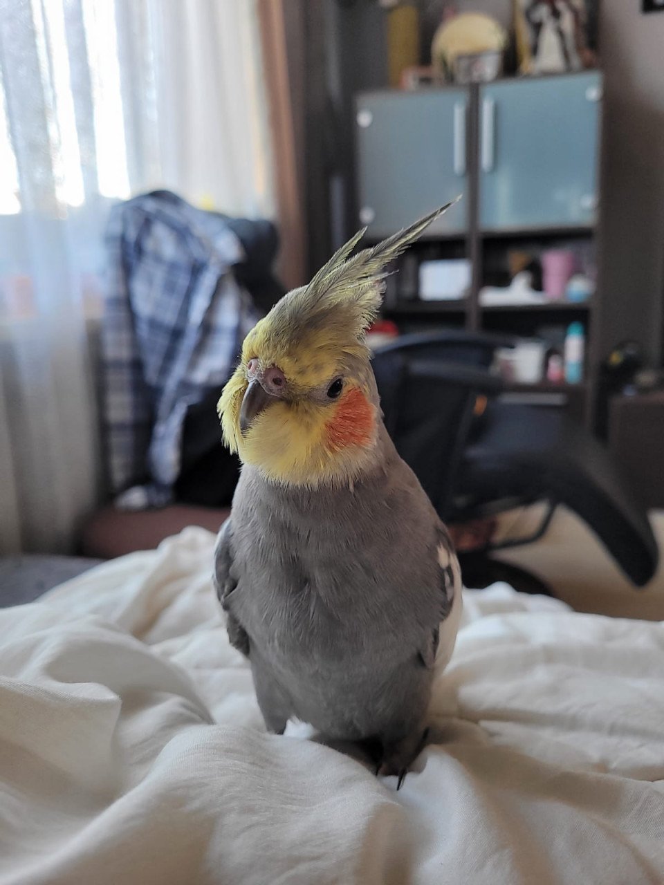 Vogel
