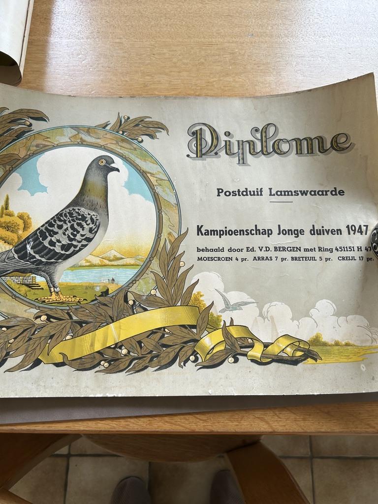 Duiven diploma's