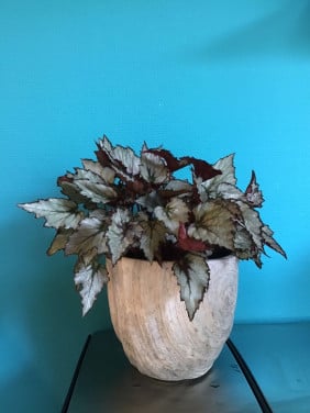 Bladbegonia