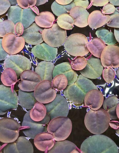 Phyllanthus fluitans