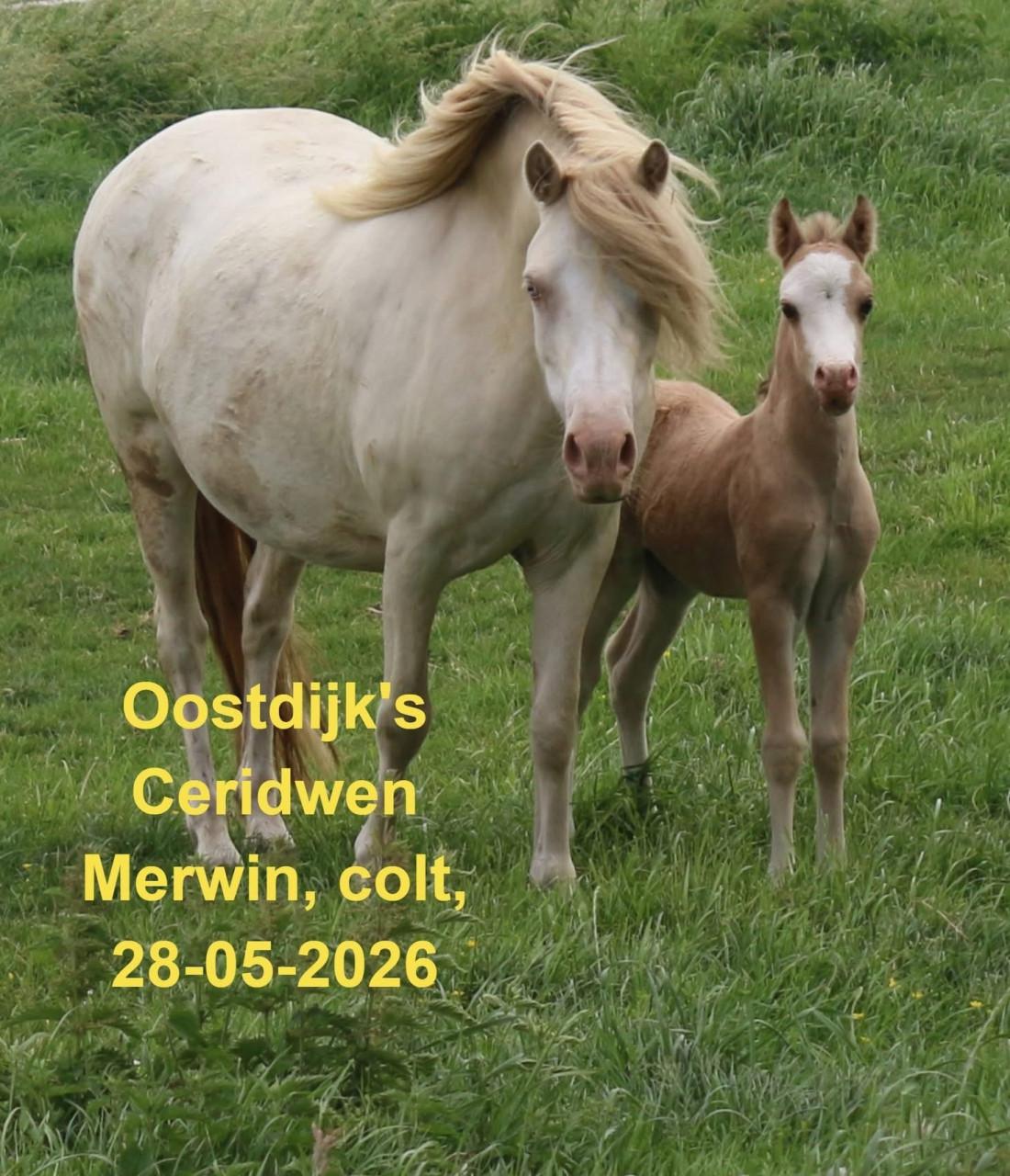 Prachtig Valk kleurig Welsh Hengstveulen