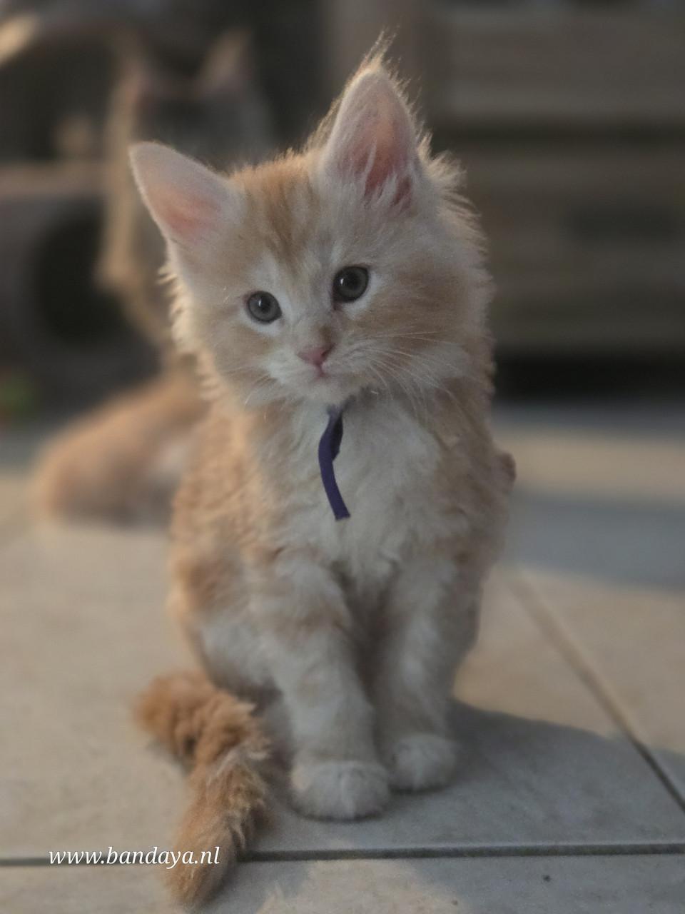 Mega mooie maine coon kittens met stamboom