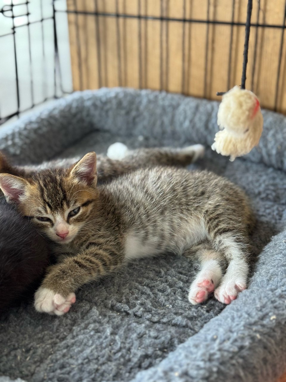 Kittens poesje en twee katertjes x bengaal