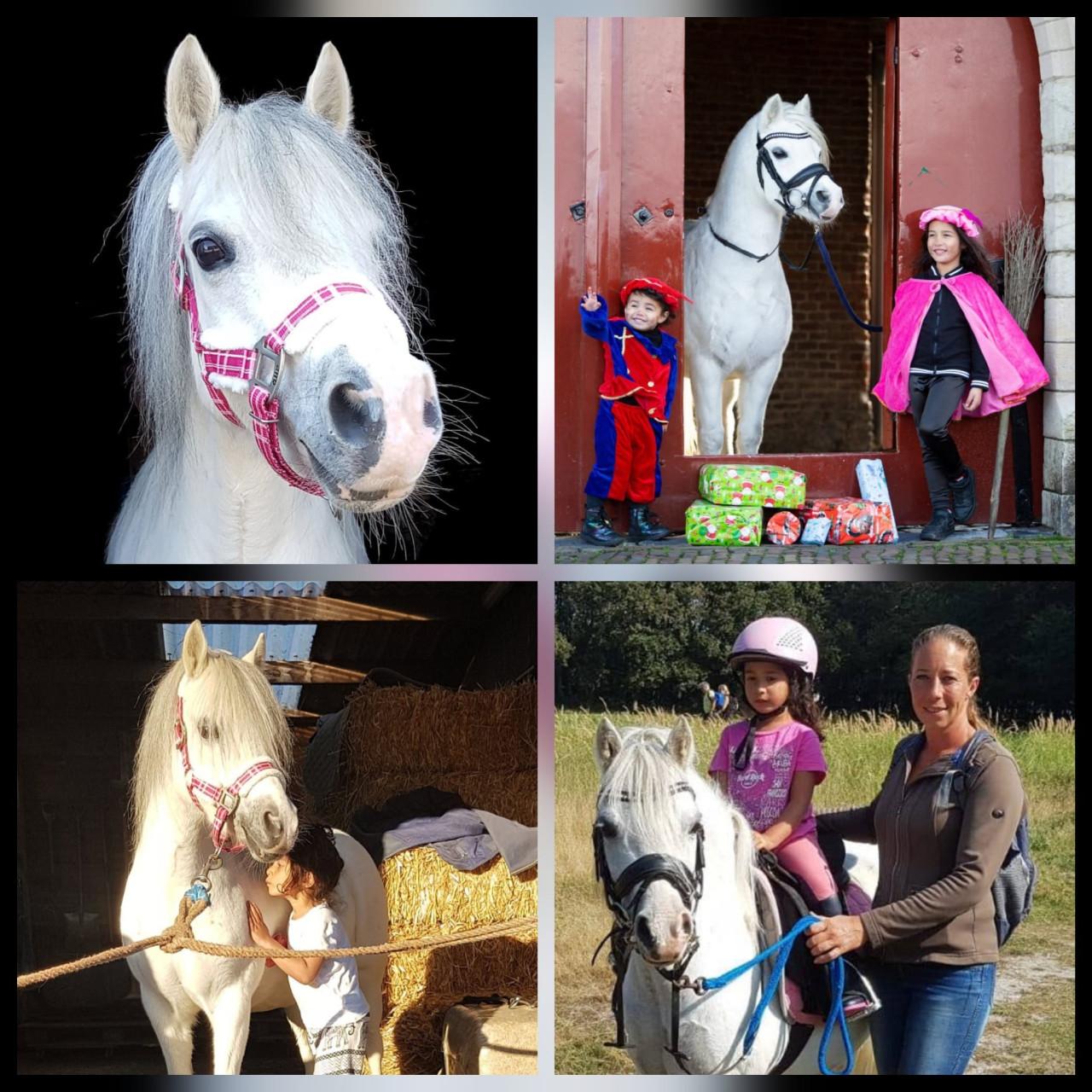 🐴 Pony Kinderfeestjes 🥳