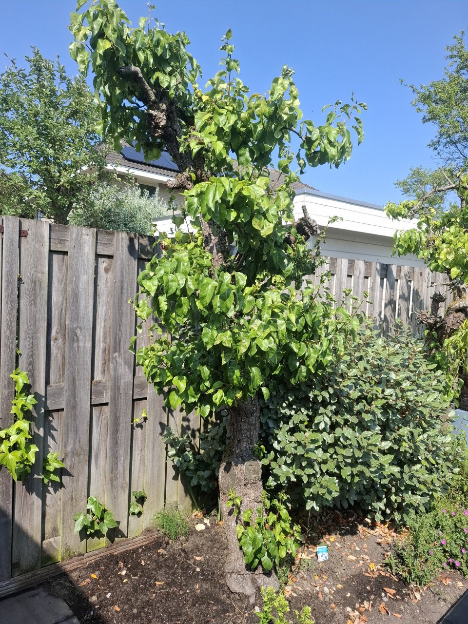 Perenbomen