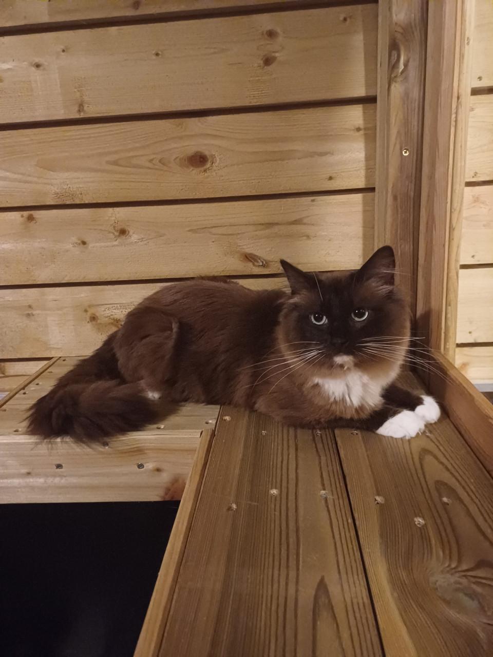 Mooie Ragdoll (dek)kater (helemaal getest)