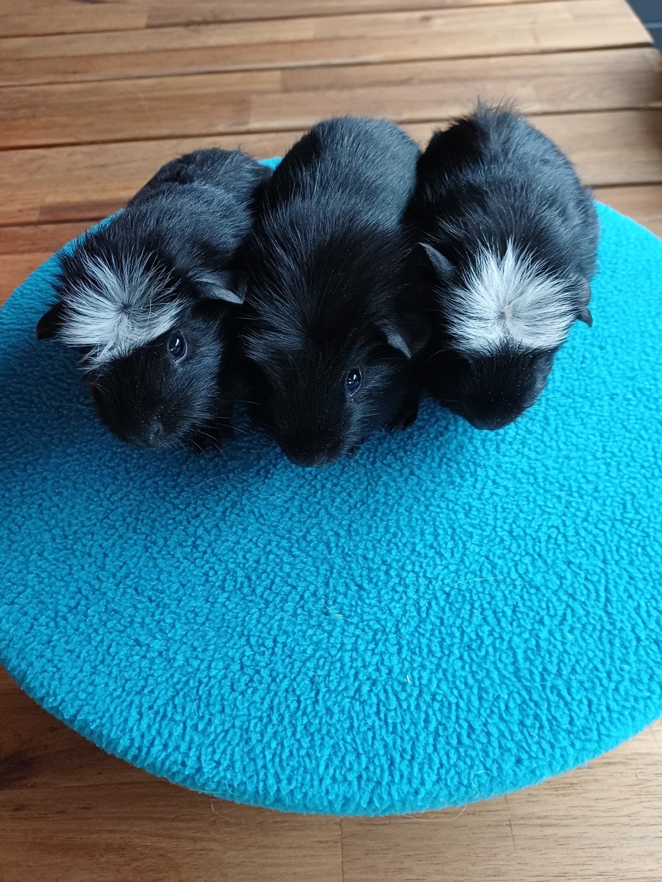 Diverse cavia's aangeboden