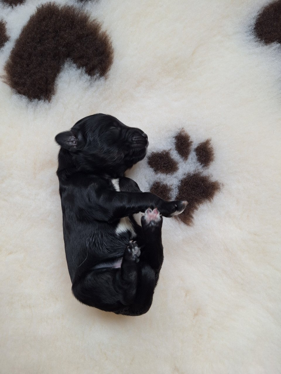 Bernedoodles pups