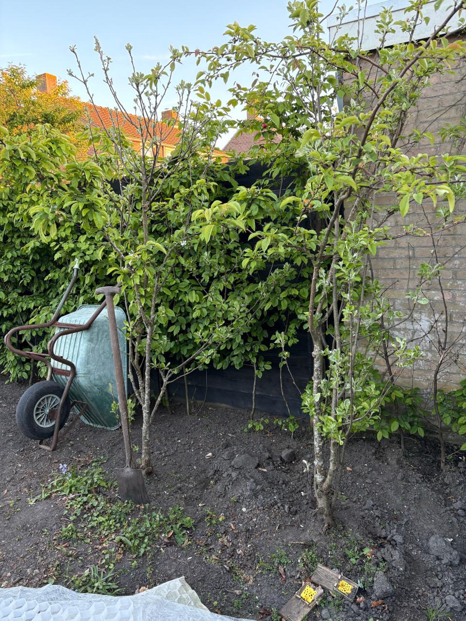 Gratis, 2x sierappelboom