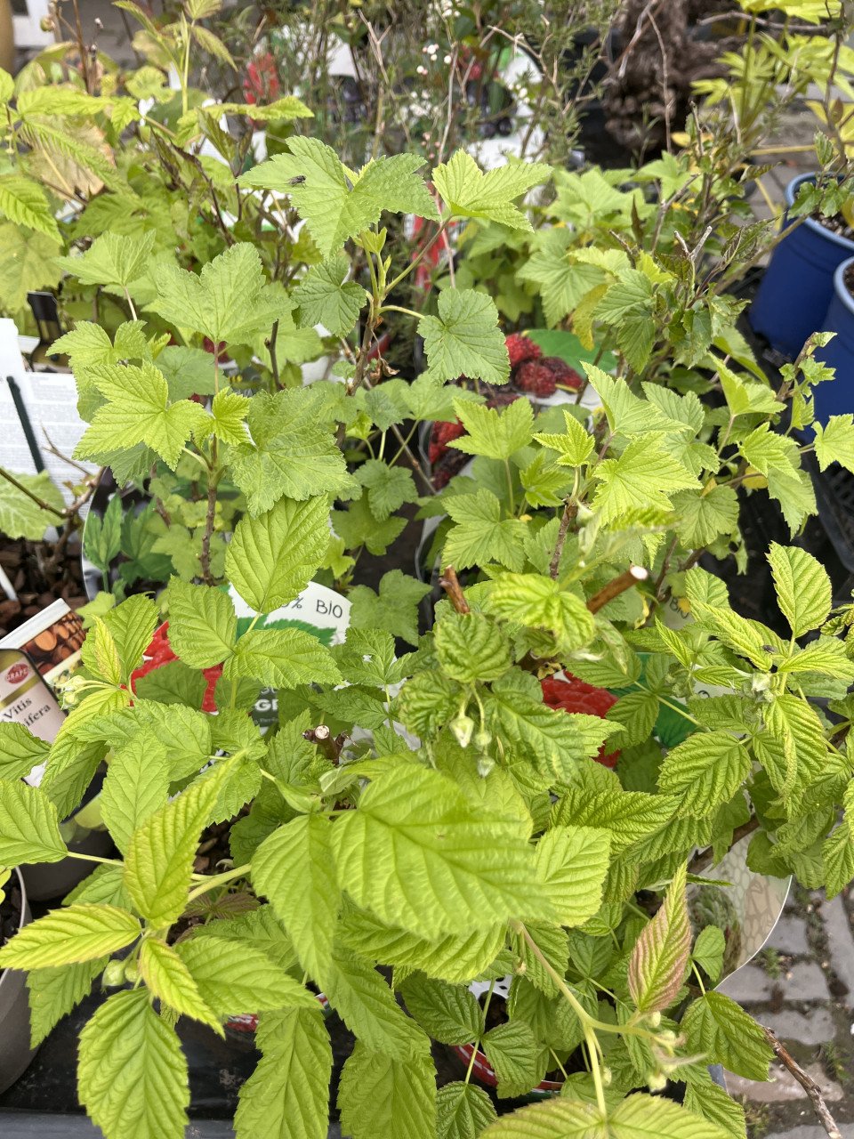 Fruitstruiken diverse soorten
