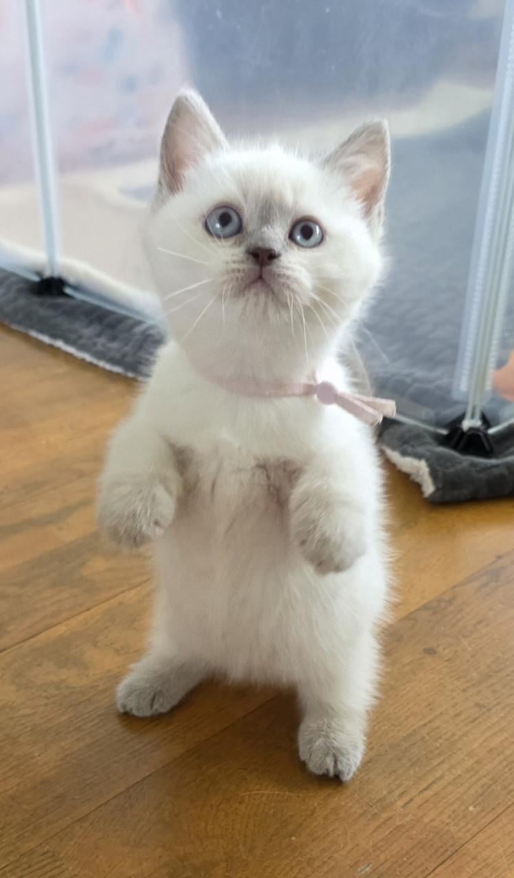 2 lilac-point Brits kort en langhaar kittens