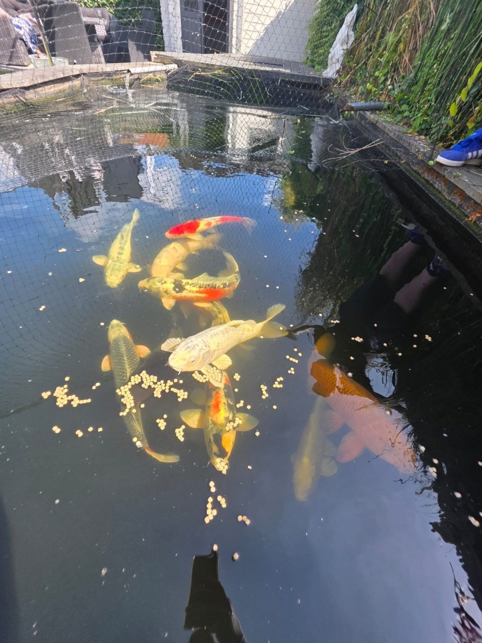 Koi / karpers / vissen
