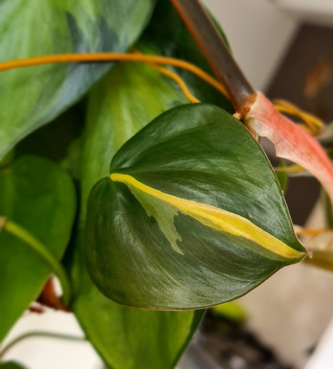 Philondendron scandens Brasil stekken