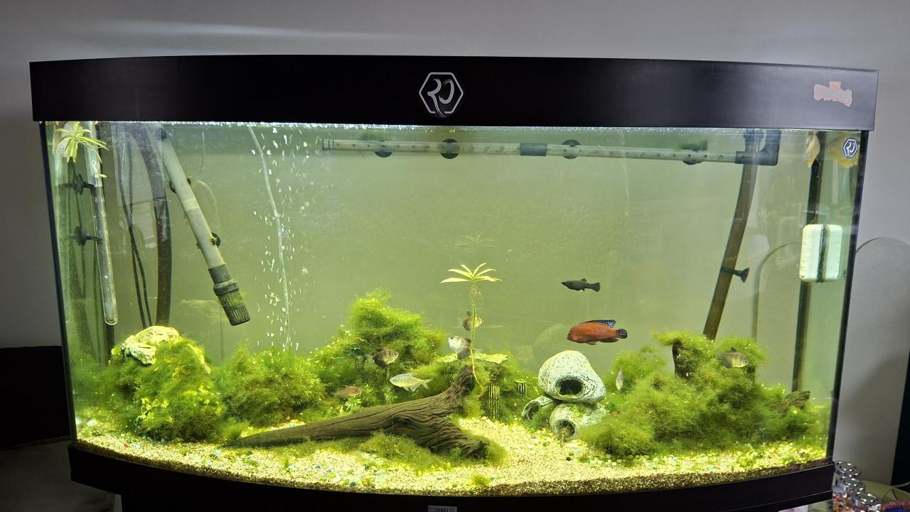 Leeg, Juwel aquarium vision 260L