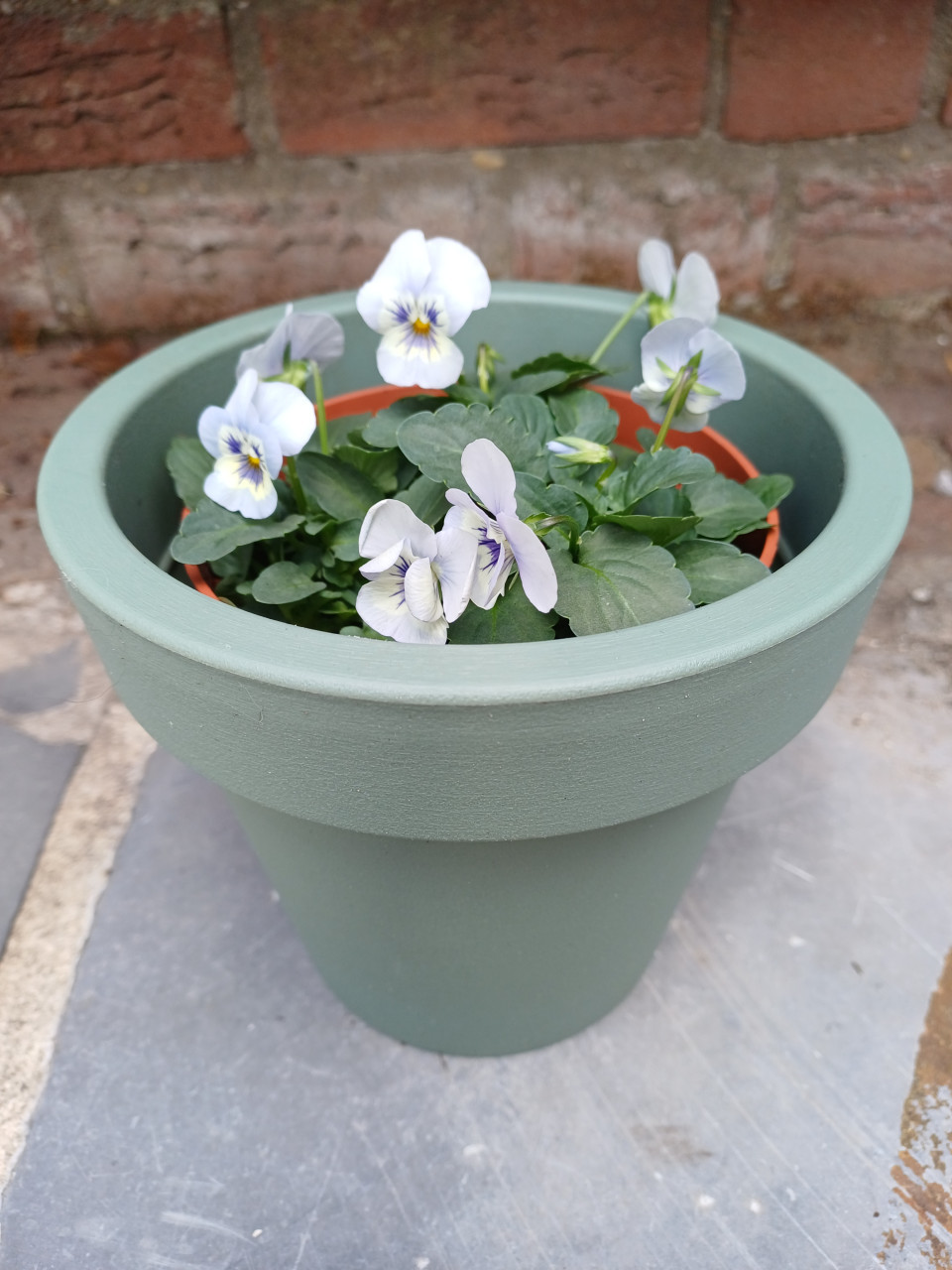 SALE: Leuke HERFST VIOLEN met BLOEMPOT zwart en groen !