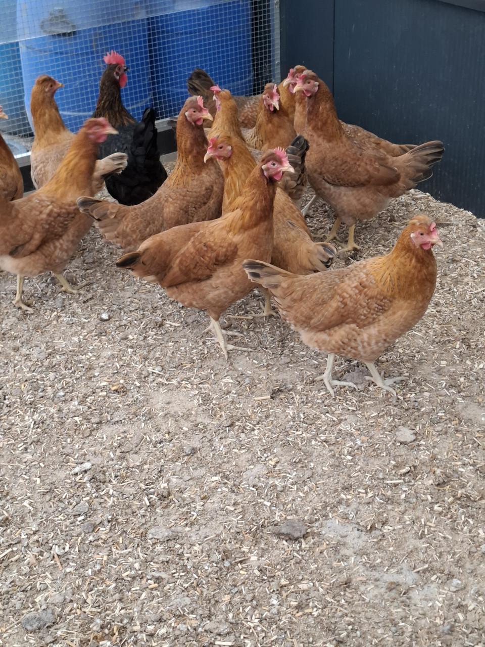 Cream legbar hennen