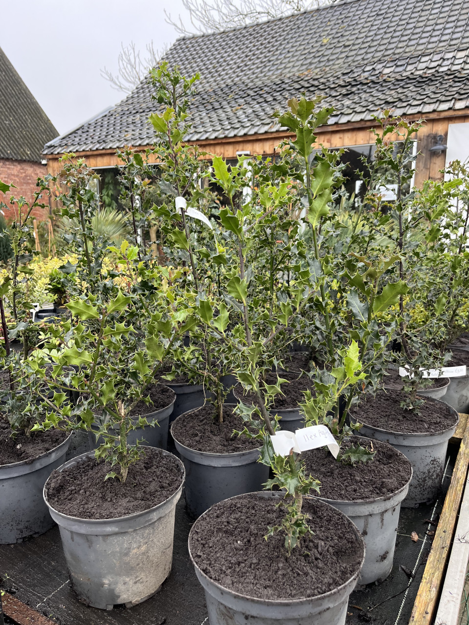 Ilex Aquifolium, Hulst 60/80 cm