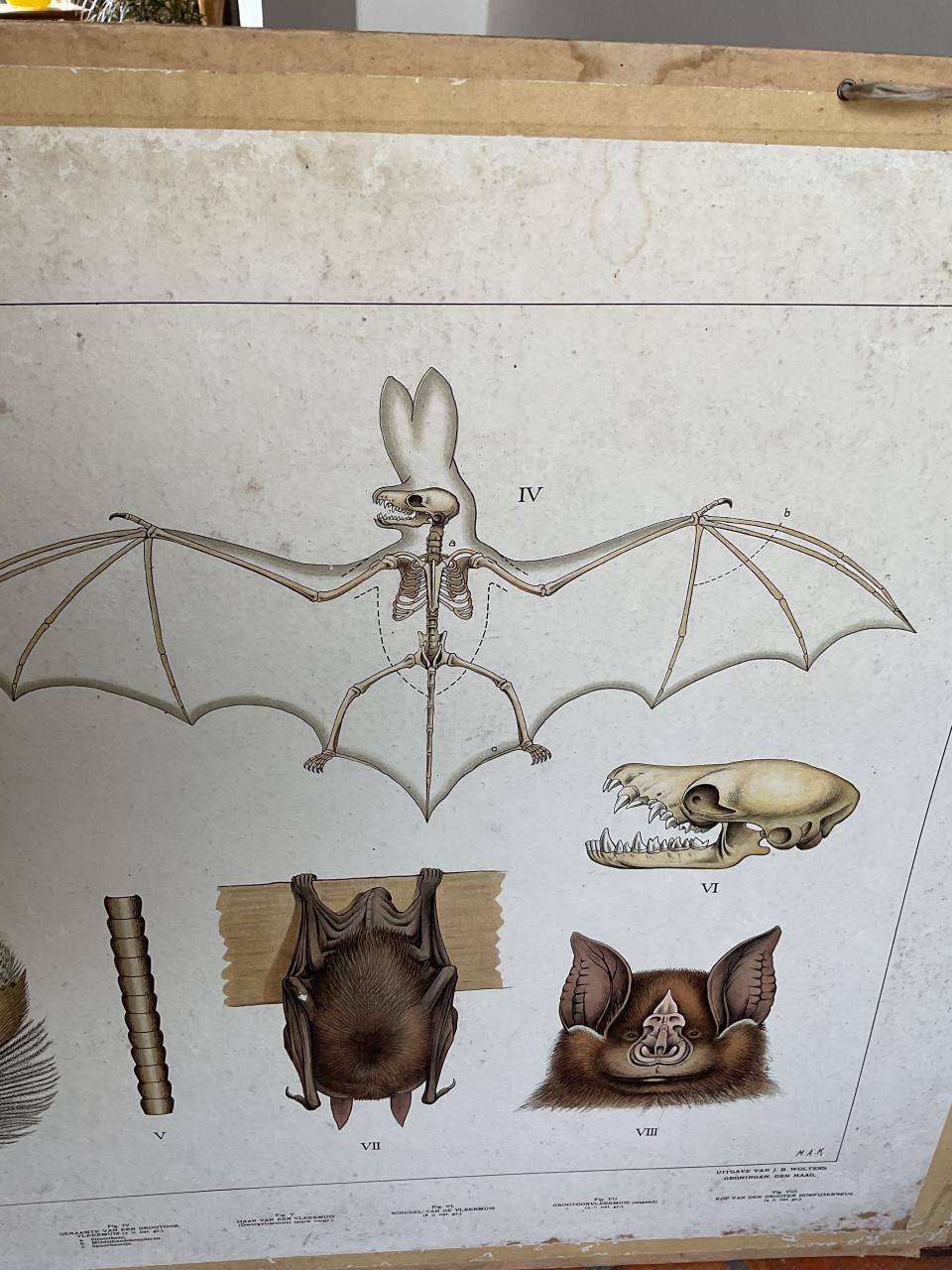 Grote schoolkaart ( Uil , vleermuis )