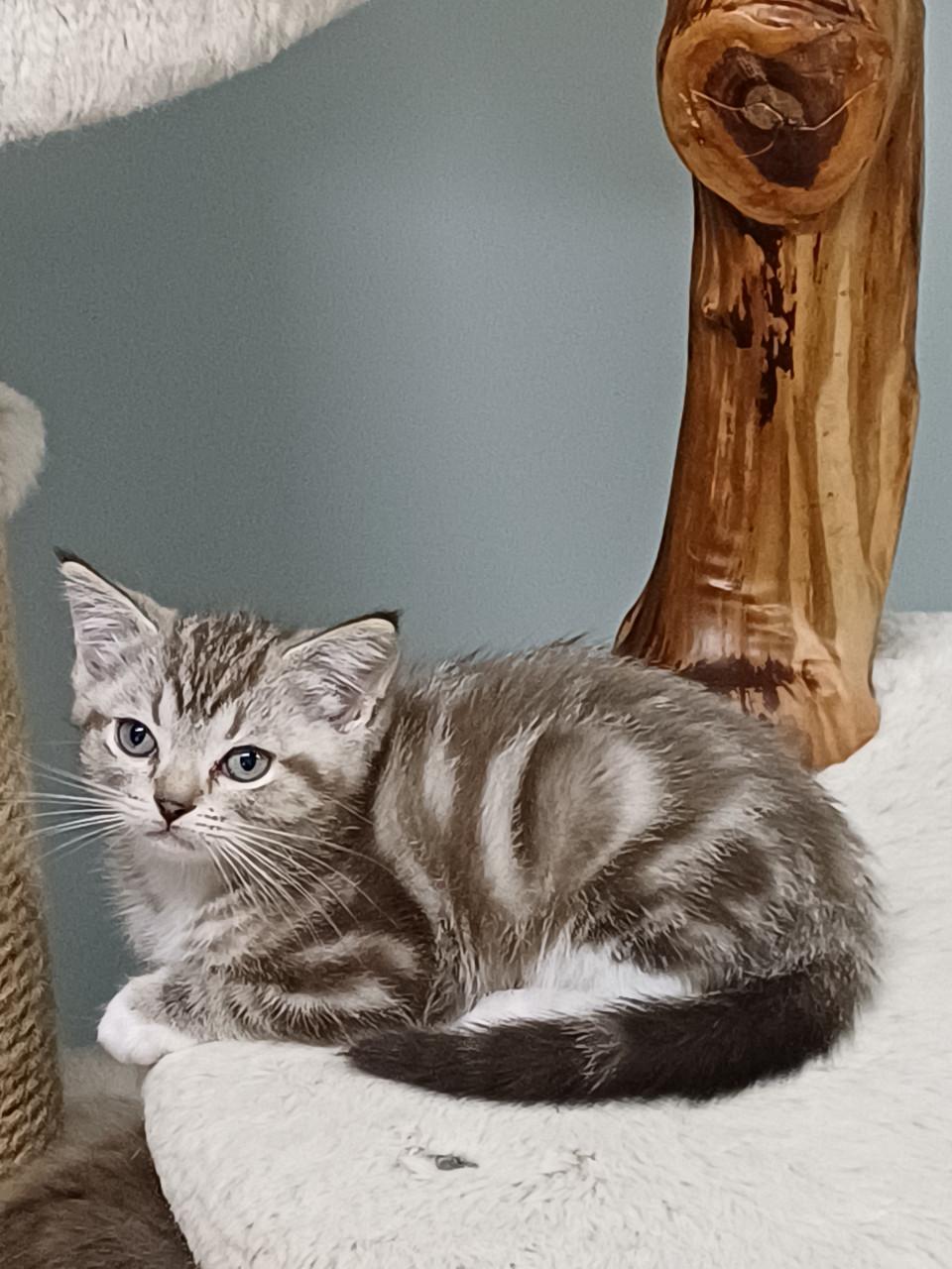Super mooi Britse Korthaar x Ragdoll Katertje beschikbaar.