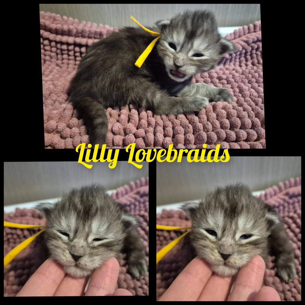 Maine coon dekkater volledig getest en kampioen op show