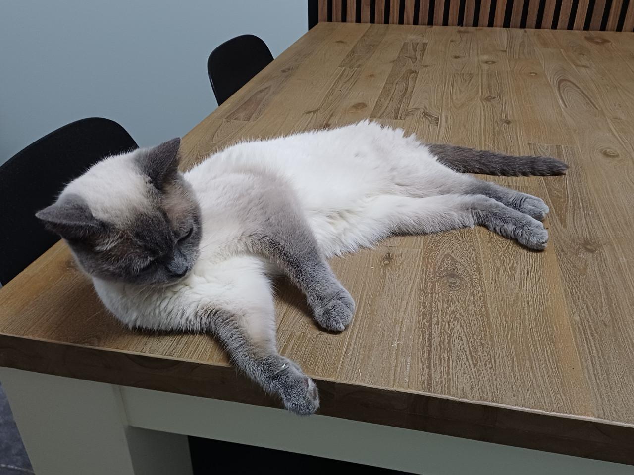 We zoeken voor onze 2 lieve Brits Korthaar poezen een nieuw huisje.
