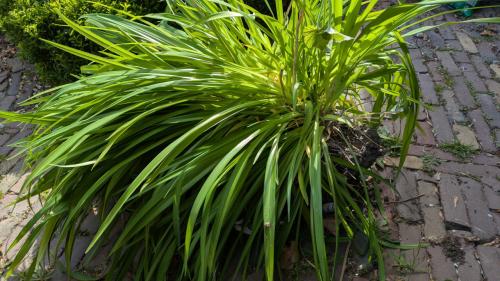 Daglelie, met gele bloemen.