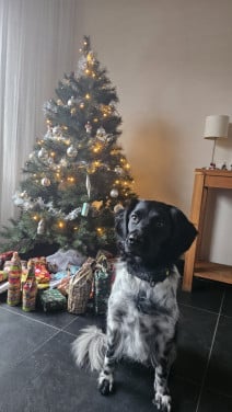 Kerstboom