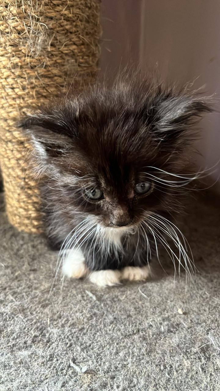 Maincoons kittens te koop