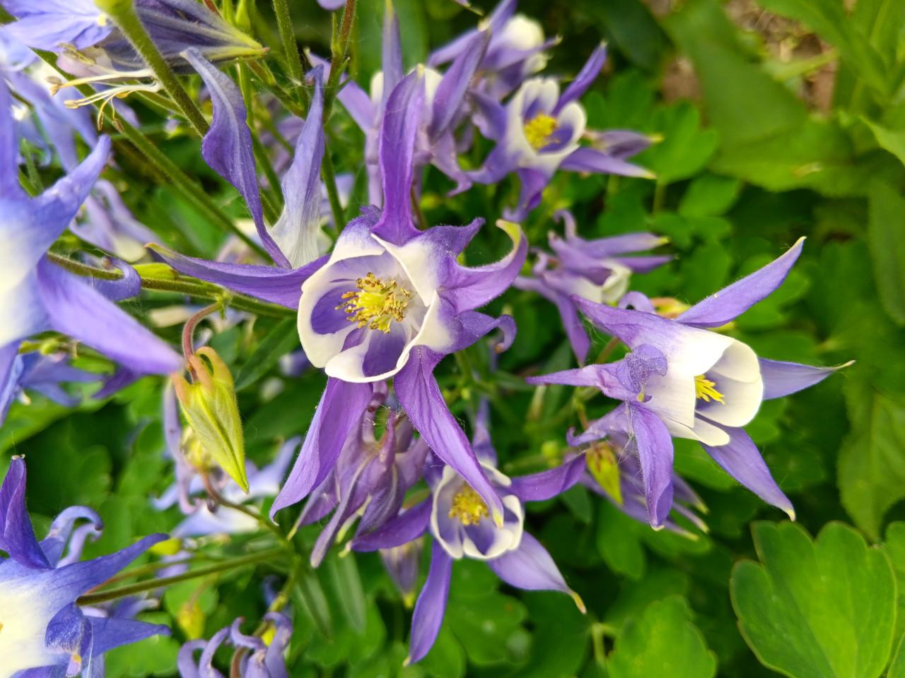 €0,75 per zakje Biologische Gekweekte Zaadjes