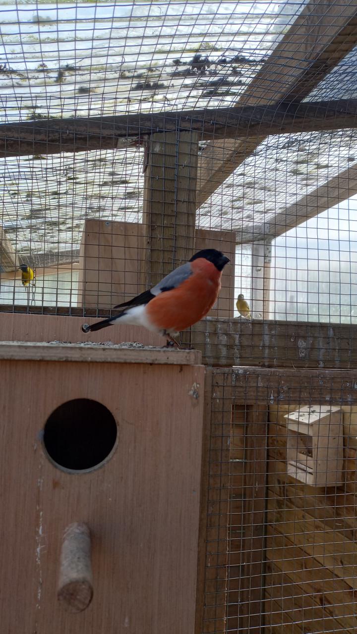 Noordse goudvink man