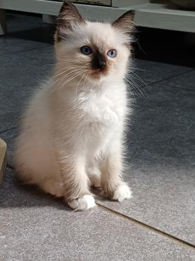 Super leuke Ragdoll kittens met stamboom beschikbaar.