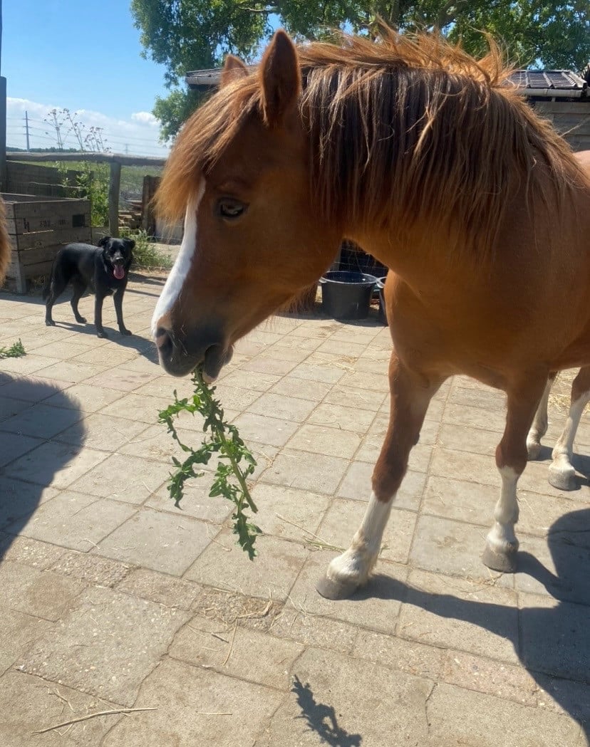 Plekje vrij voor pony