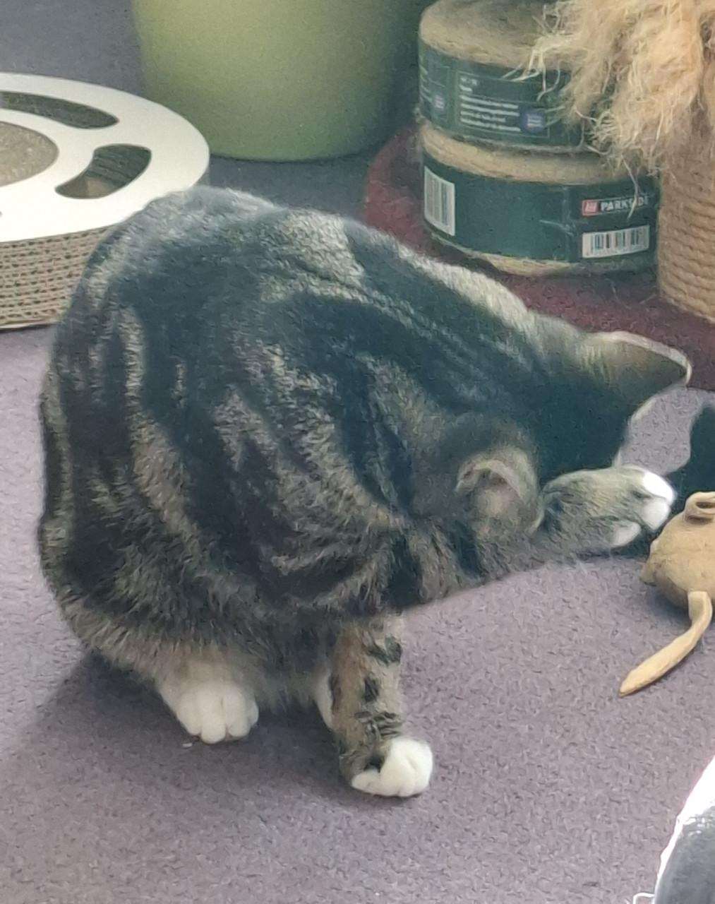 Katertje 8 maanden oud